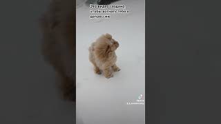 пудель poodle тойпудель toypoodle puppy собака doglover dog [upl. by Platas]