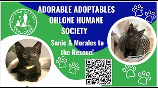 Adorable Adoptables Adoption Options Featuring SONIC AND MORALES [upl. by Cassondra327]