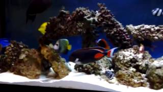 Saltwater Fish only tank update [upl. by Jose]