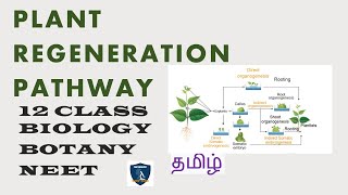 Plant Regeneration Pathway in Tamil I Plant Tissue Culture I Botany I Class 12  TNSCERT  NEET [upl. by Lennahc216]