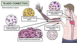 LOS TEJIDOS DEL CUERPO HUMANO EPITELIAL CONECTIVO MUSCULAR Y NERVIOSO 3º ESO ByG [upl. by Hoeg324]