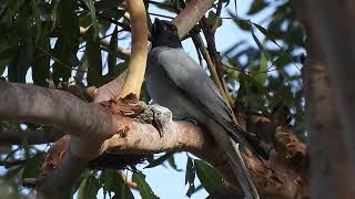 Blackfaced Cuckooshrike Hervey Bay Qld [upl. by Aihseken]