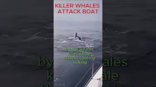 KILLER WHALES ATTACK BOAT killerwhales whale whales [upl. by Eilis]