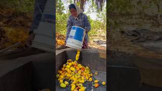 How to make cashew feni in India street food foodies streetfood shortsviral [upl. by Aratnahs]