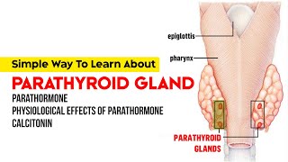 Parathyroid Gland  Parathormone  Physiological Effects of Parathormone  Calcitonin [upl. by Nevet]