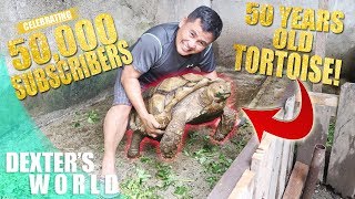 MEET RUSH THE 50 YEARS OLD TORTOISE [upl. by Ettevets744]