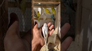 New parrot mar gya😭 petlover minivlog kabutarvlog vlog pigeonvlogger birds budgies parrot [upl. by Nahgem628]