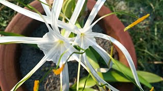 White lilyspider lilyHymenocallis Littoralis Plant care tipspropagation [upl. by Dawson]