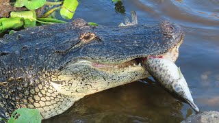 Massive Alligator eats Florida Gar [upl. by Earley]