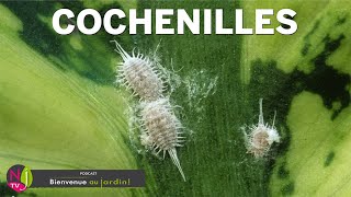 COCHENILLES  COMMENT ÉLIMINER AU NATUREL CES REDOUTABLES RAVAGEURS AVEC LES CONSEILS DE NOS EXPERTS [upl. by Kenn]