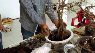 CURSO BONSAI ALAMBRADO Y TRASPLANTE DE AHUEHUETE EN CUATITLAN IZCALLI [upl. by Ttsepmet80]