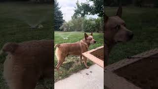 Red heeler dukey dog Ball is in the sprinkler amphe doesn’t want to get wet😂 redheeler doglover [upl. by Annayoj972]