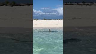 Ive never seen such a large shark swim so shallow shark beach ocean [upl. by Burrows605]