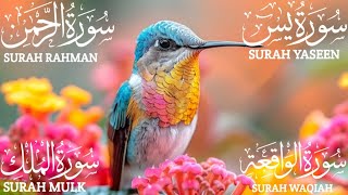 Surah Yaseen Yasin  Surah Rahman  Surah Waqiah  Surah Mulk  Beautiful Quran Recitation EP098 [upl. by Uis]