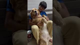 Tere Bin Sun Soniyetrendingshorts shortvideo youtubeshorts viralshorts golden retriever [upl. by Etak883]