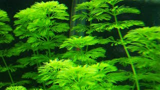 Ficha de Plantas Limnophila SessilifloraAmbulia [upl. by Etnoid]