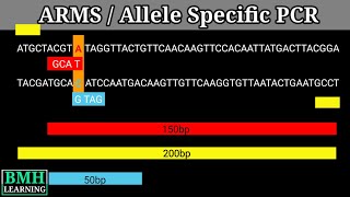 Allele Specific PCR  ARMS PCR [upl. by Annayr166]