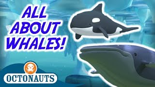 Octonauts  All About Whales  Special Compilation  Cartoons for Kids [upl. by Waine404]