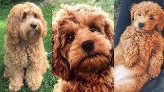 Cockapoo  Funny and Cute dog video compilation in 2022 [upl. by Aronoel]