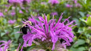 Monarda Bee Balm  Everything you need to know including amazing Clearwing Moths [upl. by Gow88]