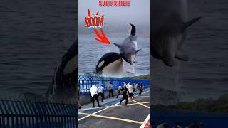 ORCA WHALE HUNTING whale amazing [upl. by Anetsirhc]