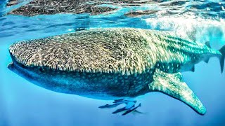 NEVER Thought THIS Would Happen to ME  Fraser Island Whale Shark [upl. by Rexford]