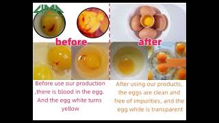 Layer Egg Day Lima Biotech layerfeed layereggbooster layereggenhancer chickengrowthbooster [upl. by Derek269]