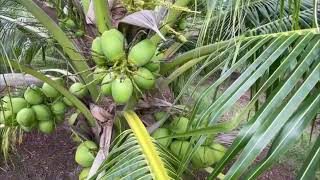 coconut tree 5 years old  coconut crops [upl. by Nido793]