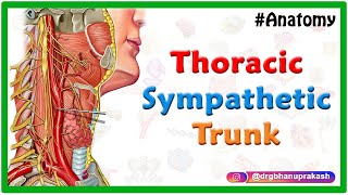 Thoracic sympathetic trunk  Animated Gross anatomy [upl. by Tound]