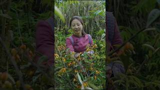 Goji berry fruit harvesting fresh from farm shorts ytshorts fruit [upl. by Cutlip805]