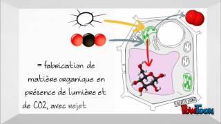 Photosynthese et respiration [upl. by Ashford]