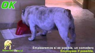 Hábitos alimenticios Bulldog Ingles  Bulldog eating habits  wwwelbulldogingleses [upl. by Rodi976]