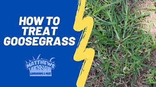 How to Treat Goosegrass [upl. by Creigh]