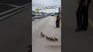 Policeman Saves Duck Family Stuck on Busy Road 💥 youtubeshorts shortsfeed duck [upl. by Imtiaz]