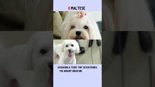 Top 10 Hypoallergenic Dogs That Dont Shed [upl. by Janicki]