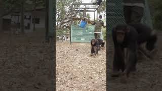 Chimps babychimpanzee cuteanimals monkey chimpanzee animals chimpazee [upl. by Harneen566]