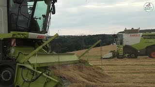 Grassamen Ernte vom Mähen bis zur Lagerung  Multi Agrar Claußnitz GmbH Claas JCB Big Farming [upl. by Sitra]