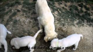 Cuccioli Golden Retriever Allevamento  Centro Psicologia Canina  in giardino con mamma [upl. by Nnairrek297]