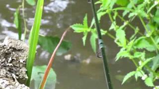 AMAZING CARP ACTION AT CLAVERHAMBURY [upl. by Buckden621]