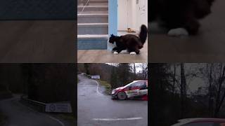 Rally Cat vs Rally Car 😆 rally drift funny [upl. by Buna]