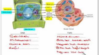 Tutmabenicom 6Sınıf Fen ve Teknoloji Dersi Hücre Konusu [upl. by Cigam]