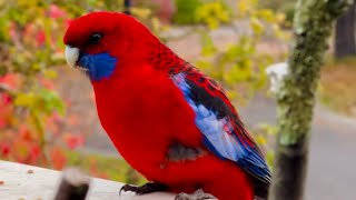 Stunning Autumn Colored Rosellas  Cockatoos in Australia HELP [upl. by Cece237]