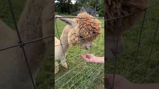 Feeding alpacas alpaca alpacafarm takeamoment [upl. by Gimble537]