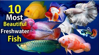 10 Most Beautiful Freshwater Fish for Aquarium [upl. by Yelra299]