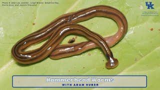 Hammerhead Worms [upl. by Henryetta]