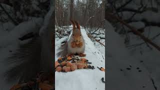 🐿️Суровые сибирские белки Écureuil dans la forêt sibérienne [upl. by Vilberg]