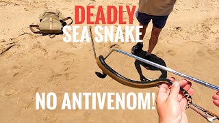 RARE Yellowbellied sea snake stranded on busy beach [upl. by Kym979]