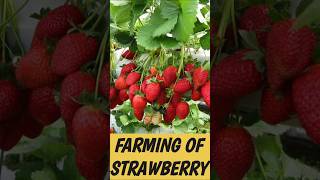 Farming of strawberry at homegharparkheti shortssatisfyingviral farming growyourownfood [upl. by Mack]