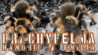 Moving two Brachypelma tarantula tarantulas spiders brachypelma [upl. by Ketty849]