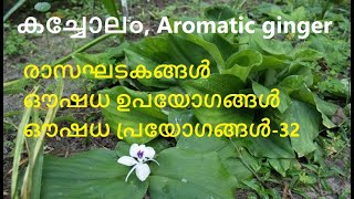 കച്ചോലം  Kaempferia galanga  aromatic ginger  കച്ചൂരി  ഗന്ധമൂല  resurrection lily  sand ginger [upl. by Esenej724]